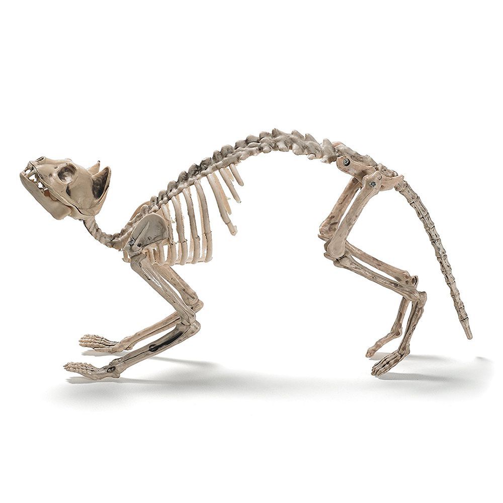 Prextex Cat Skeleton