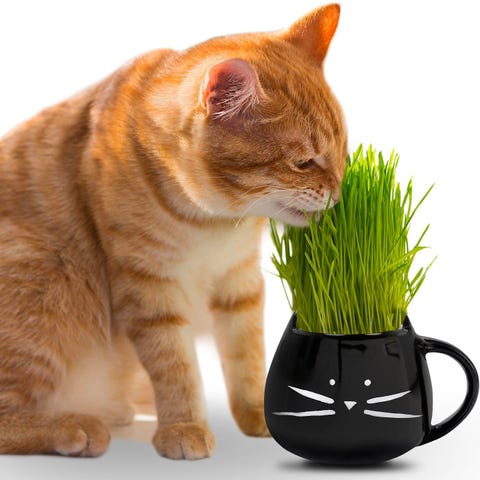 27 best gifts for cat lovers in 2018 hilarious cat lover gifts and