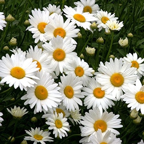 David's Garden Daisy Shasta Seeds (500)