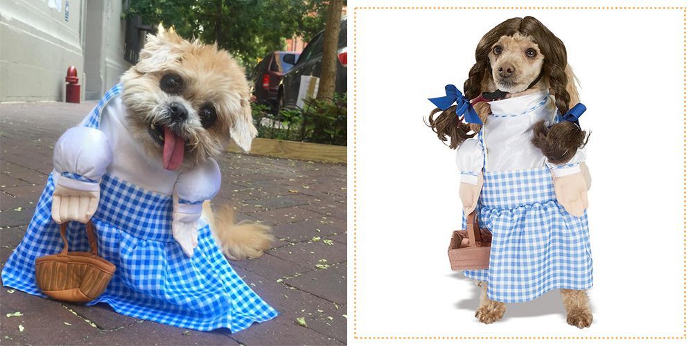 dorothy dog costume dorothy dog costume
