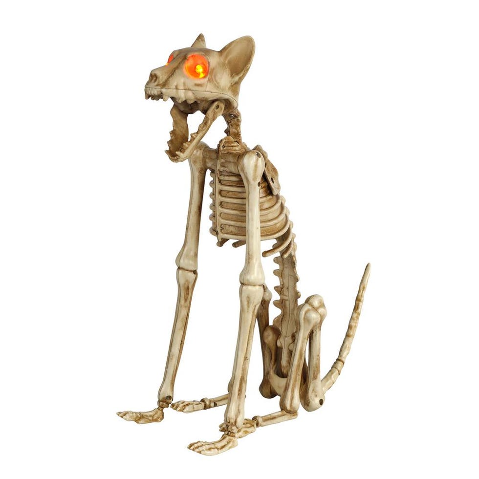 Cat Skeleton with LED Illuminated Eyes
