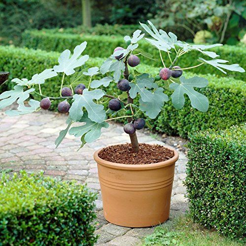 How to Grow Figs Planting and for Fig