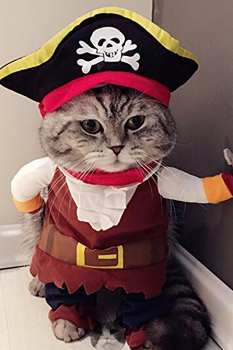1535651316 cat pirate costume 1535651300