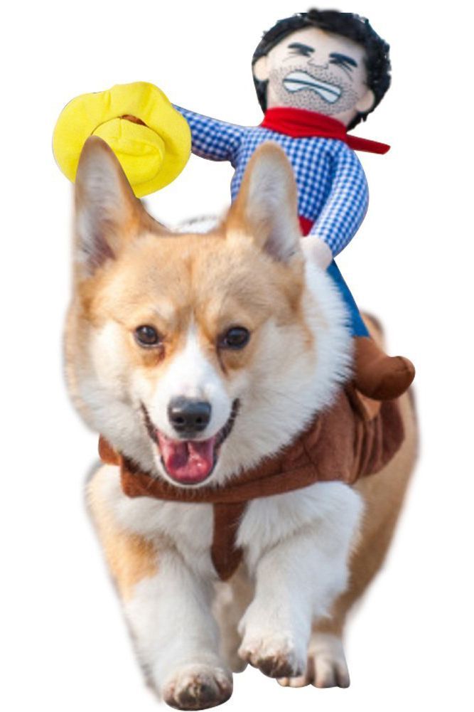 dog cowgirl outfit