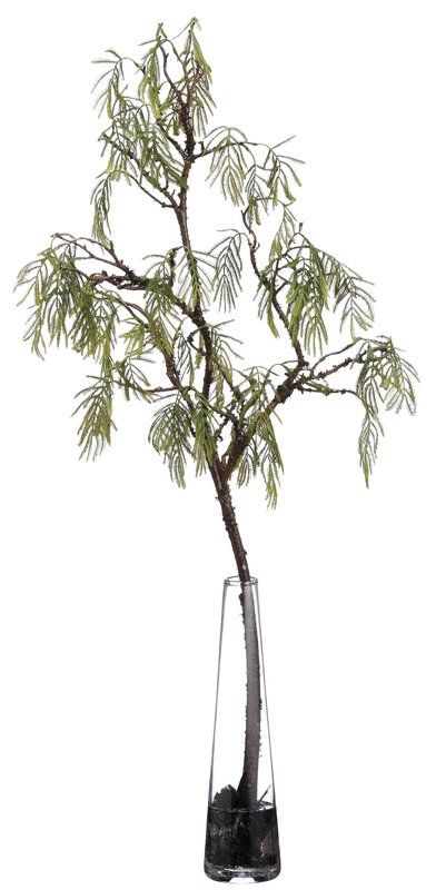 Acacia Branch Tree