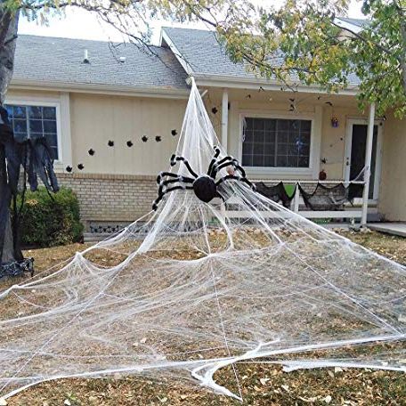 Giant Spiderweb Spider