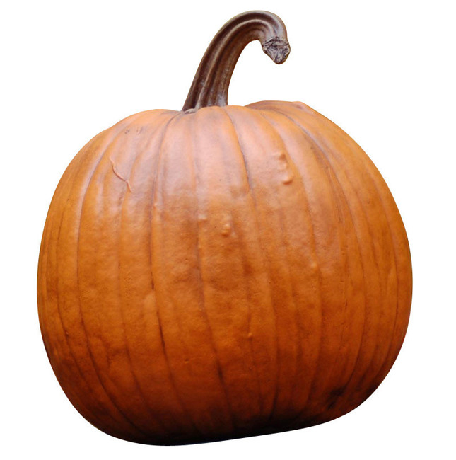 Classic Pumpkin