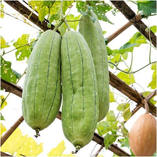 How to Grow Your Own Loofah Sponge - Tips for Growing Luffa Gourd Plants