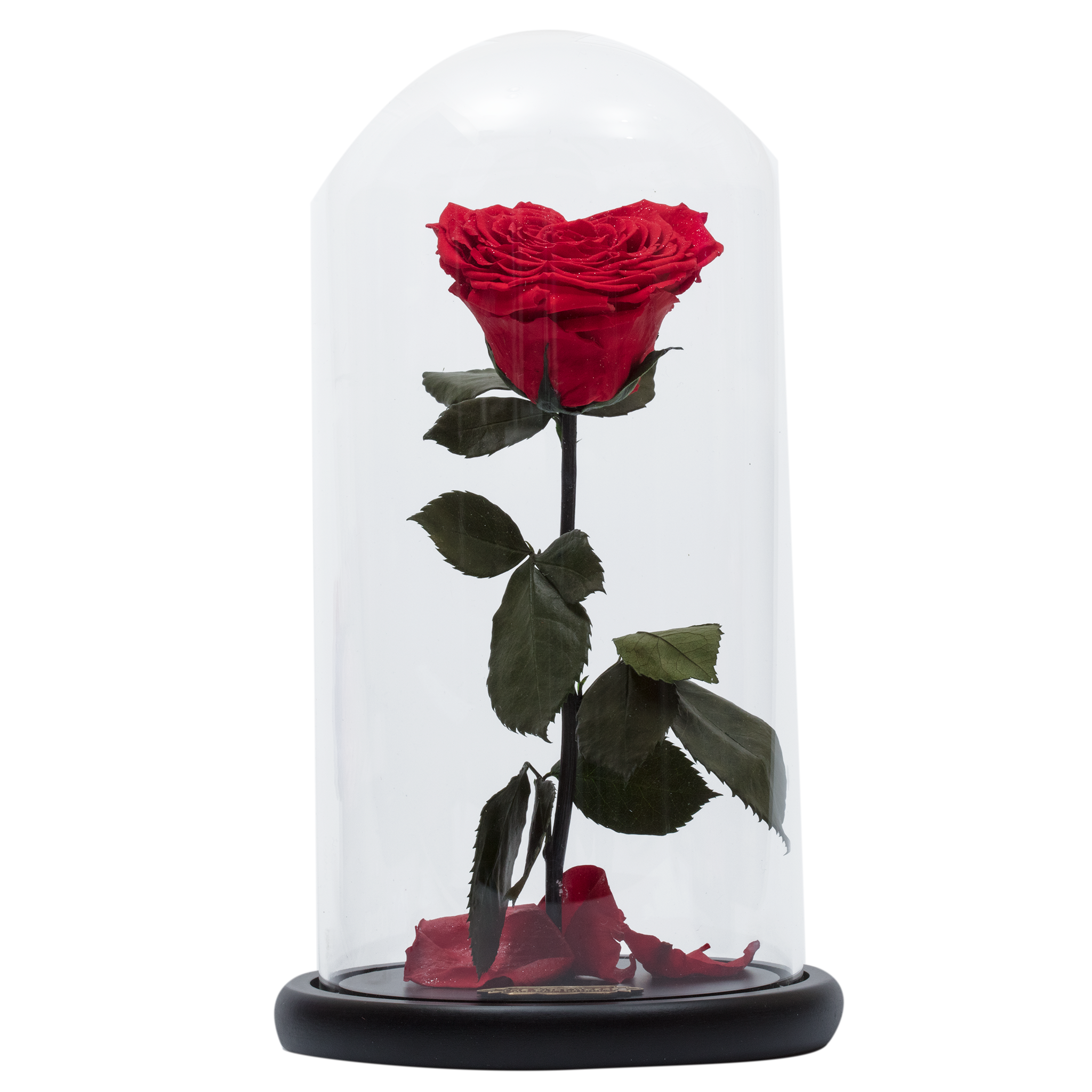 Details about   Eternal Real Rose Preserved Flower