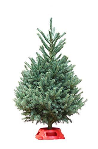 3 to 4 Foot Black Hills Spruce