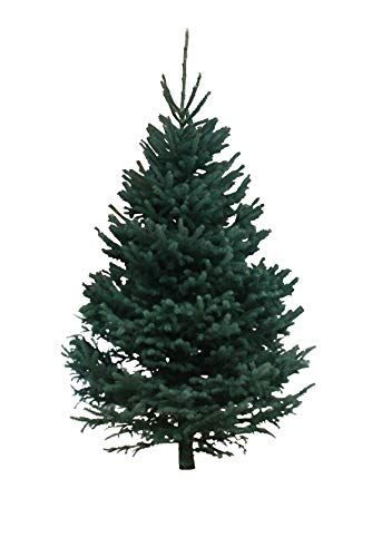 6 to 7 Foot Black Hills Spruce
