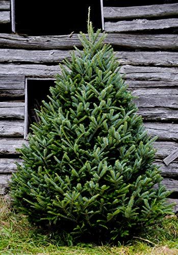 Real Fraser Fir Christmas Tree (6 to 7 Feet)