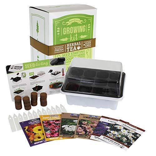A Tea Growing Kit to Warm You Up In the Dead of Winter