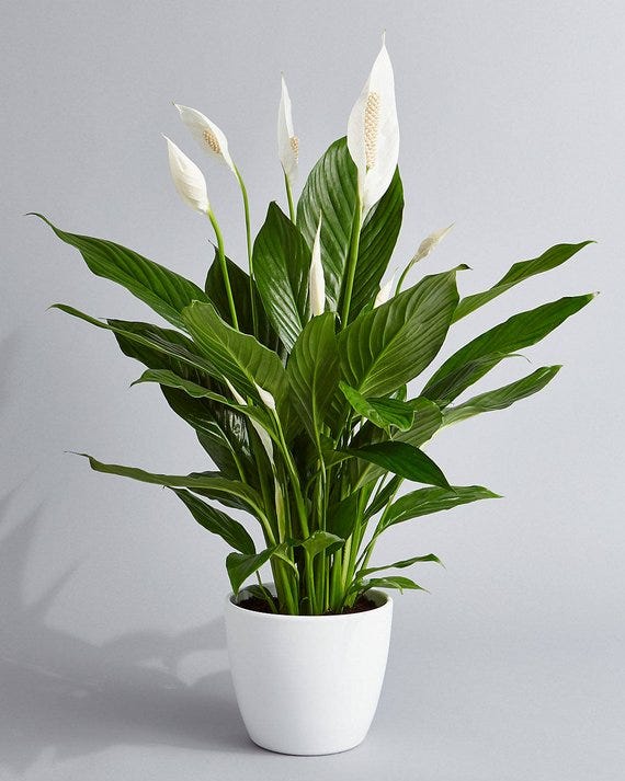 Peace Lily 