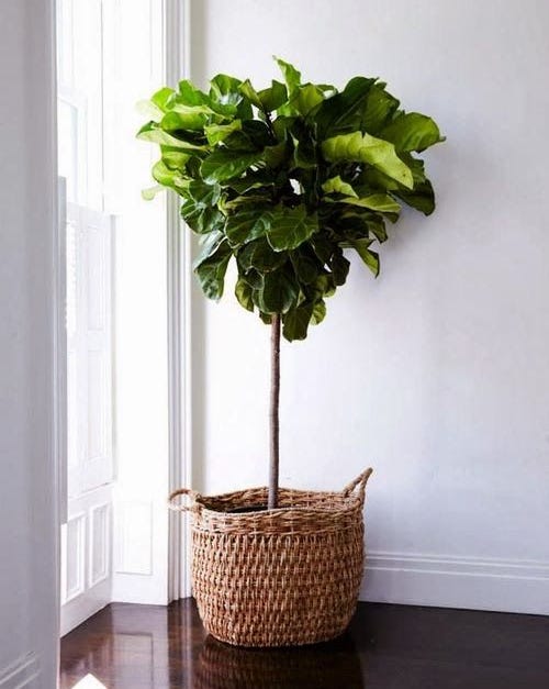 Fiddle Leaf Fig Tree