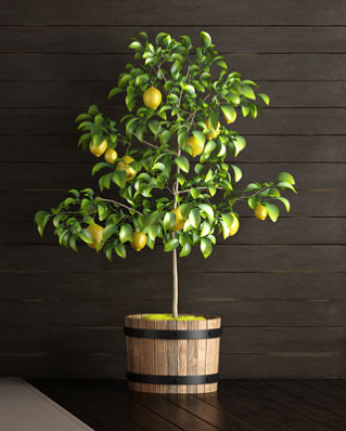 Citrus Tree