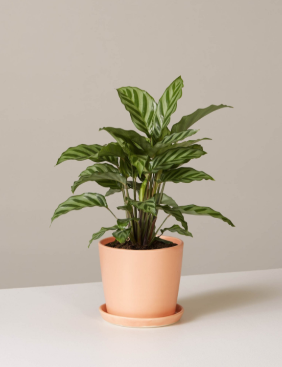 Hoe gereeld moet u binnenshuise tropiese plante natmaak?