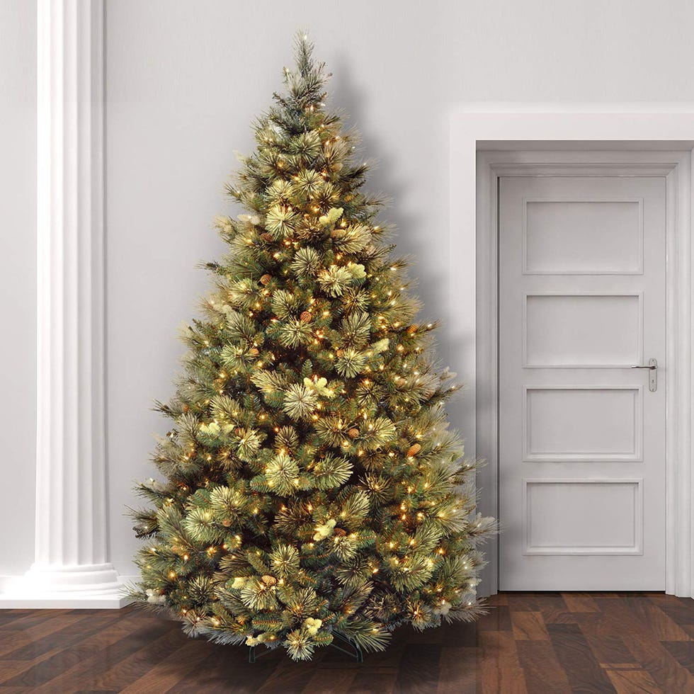 Carolina Pine Tree, 7.5 Feet