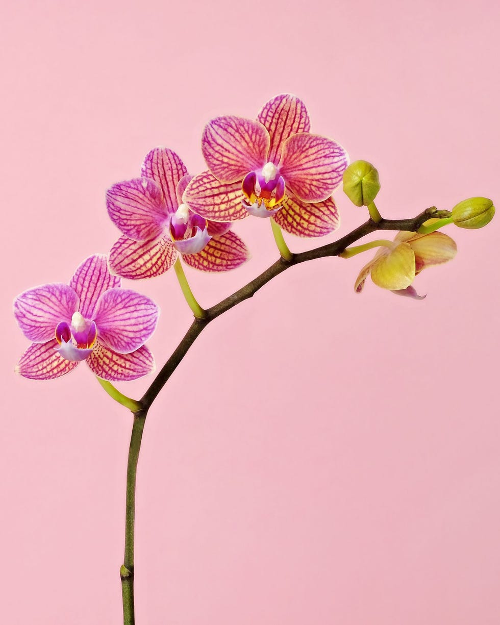 Phalaenopsis Orchid