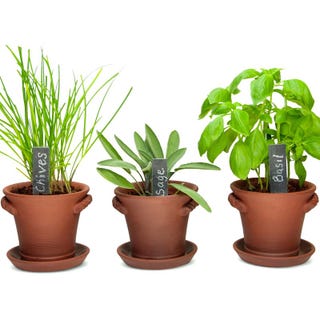 Herb Trio Growing Kit