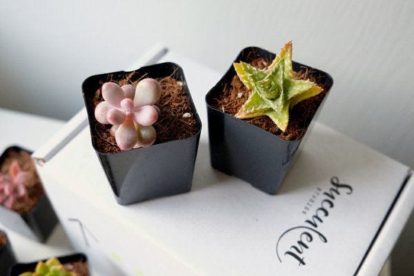 Succulent Studios Box