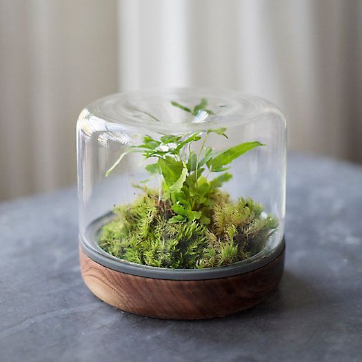 The Best Terrarium Plants for Stunning Displays - Garden Therapy