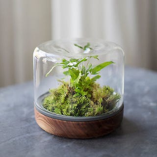 terrariums