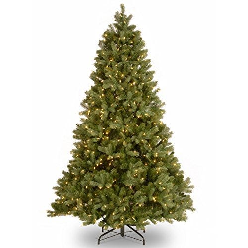 Downswept Douglas Tree with Clear Lights