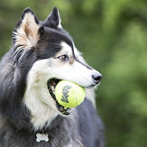 Squeaky Tennis Balls
