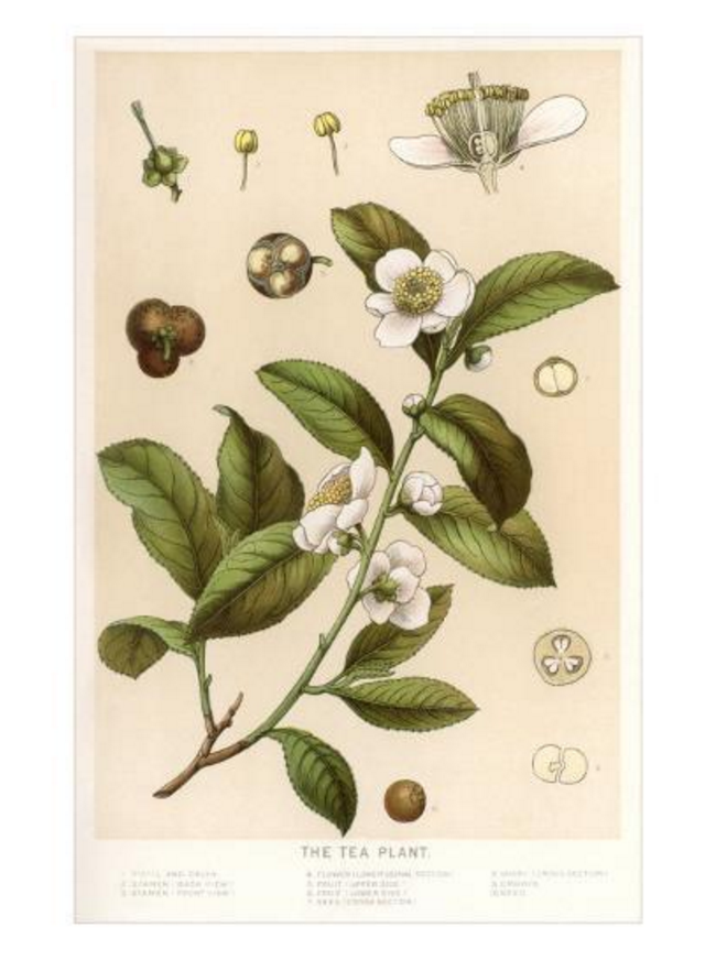 Tea Plant Botanical Print