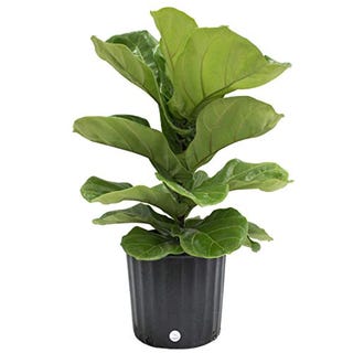 Some Lively Greenery