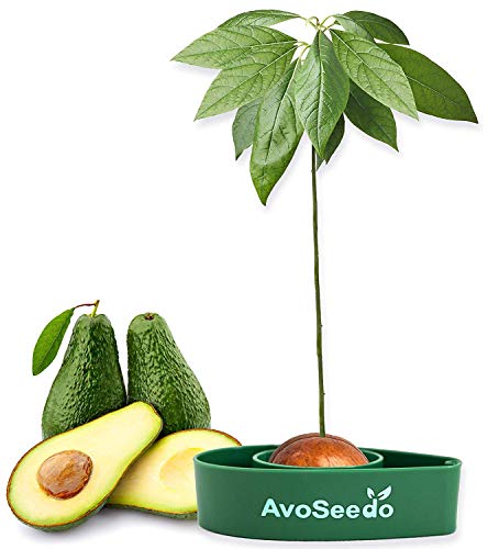 AvoSeedo, kit para germinar un aguacate