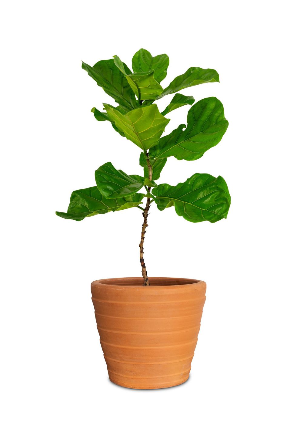 Get the Look: Fiddle Leaf Fig Tree