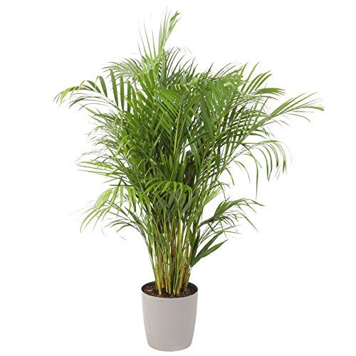 Costa Farms Areca Butterfly Palm Tree, Live Indoor Plant, 3 to 4-Feet Tall, Ships with Décor Planter, Fresh From Our Farm, Excellent Gift or Home Décor