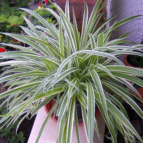 10 Best Indoor Plants For Your Home Air Purifying Plants