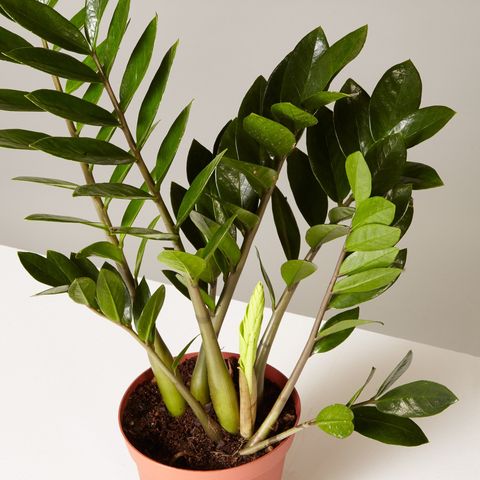 11 Best Indoor Plants For Your Home In, What Is The Best House Plant