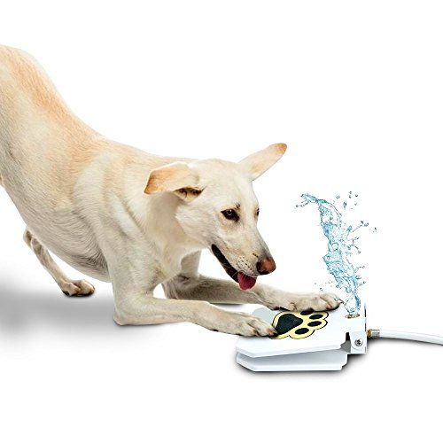 Keep Cool With a Dog Sprinkler