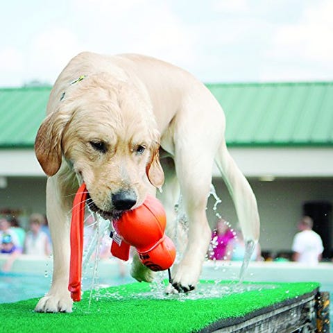 15 Best Outdoor Dog Toys - Backyard Toys Your Pup Will Love