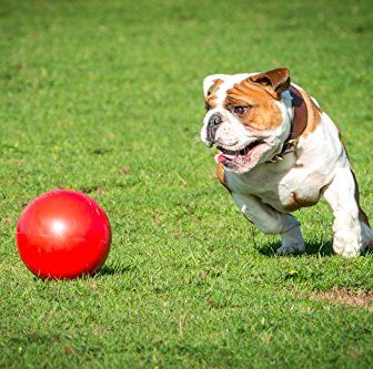 15 Best Outdoor Dog Toys Backyard Toys Your Pup Will Love