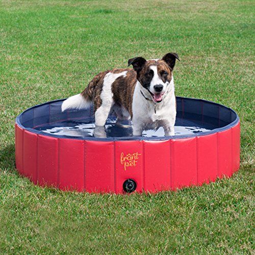 Give Your Dog a Pool of Their Own