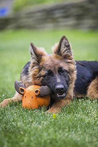 indestructible dog chew toys