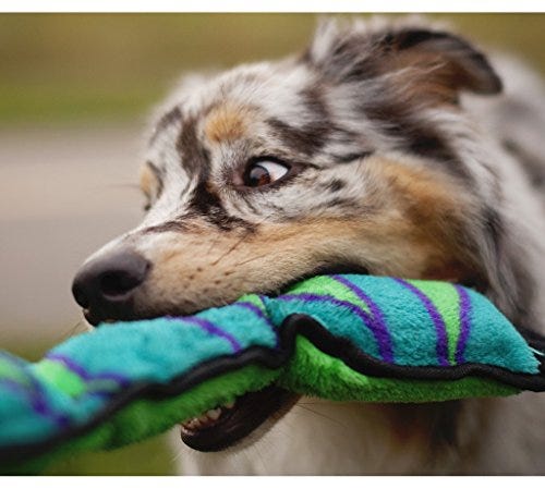 11 Indestructible Dog Toys for Your Furry Friend, Architectural Digest