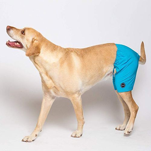 Doggy hot sale swim trunks