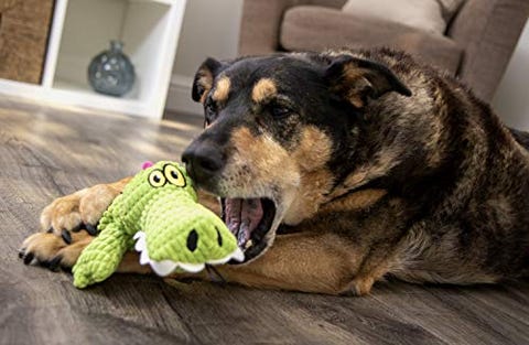 The 10 Best Squeaky Dog Toys - Quiet Squeaky Dog Toys