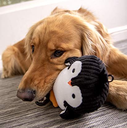 The 10 Best Squeaky Dog Toys Quiet