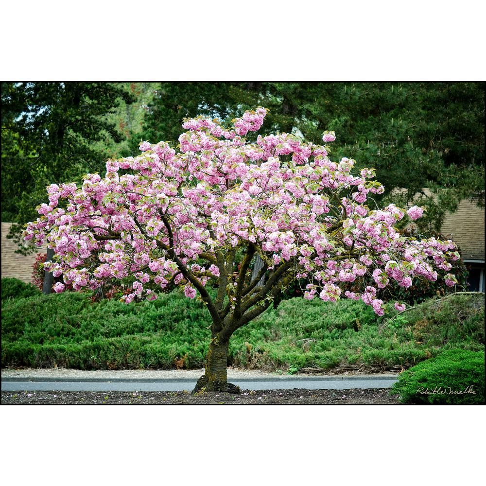 Kwanzan Cherry Blossom Tree