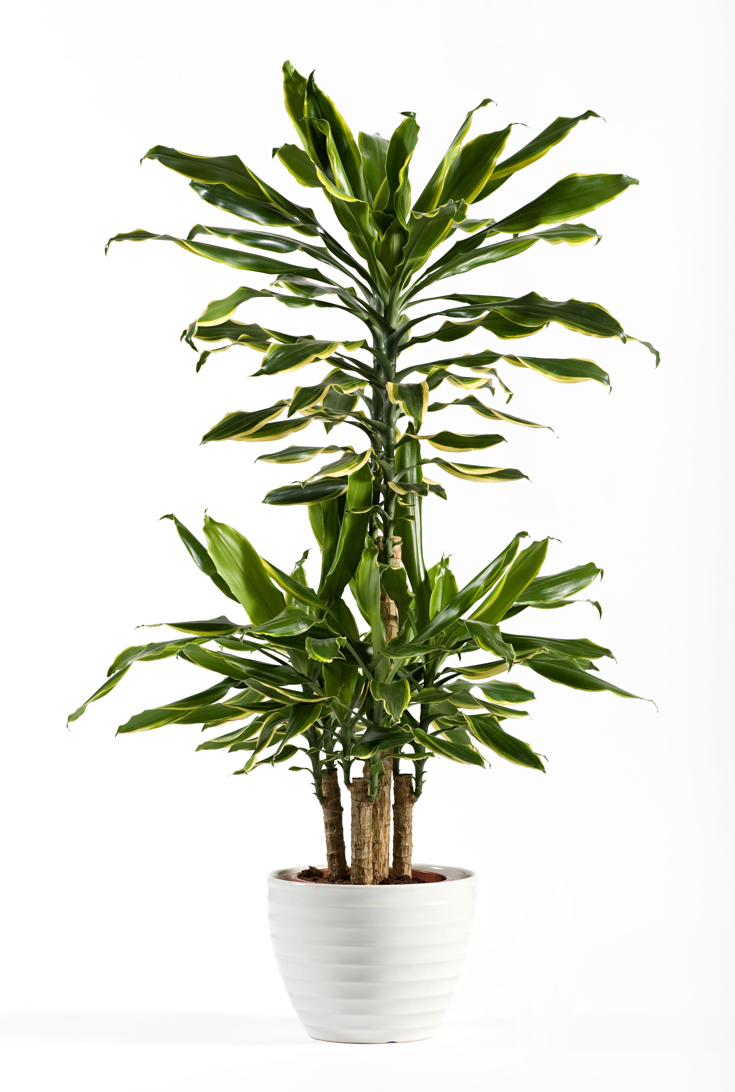 17 Best Indoor Trees Large Indoor Plants For Every Room In Your Home,Shrimp Newburg On Toast Points