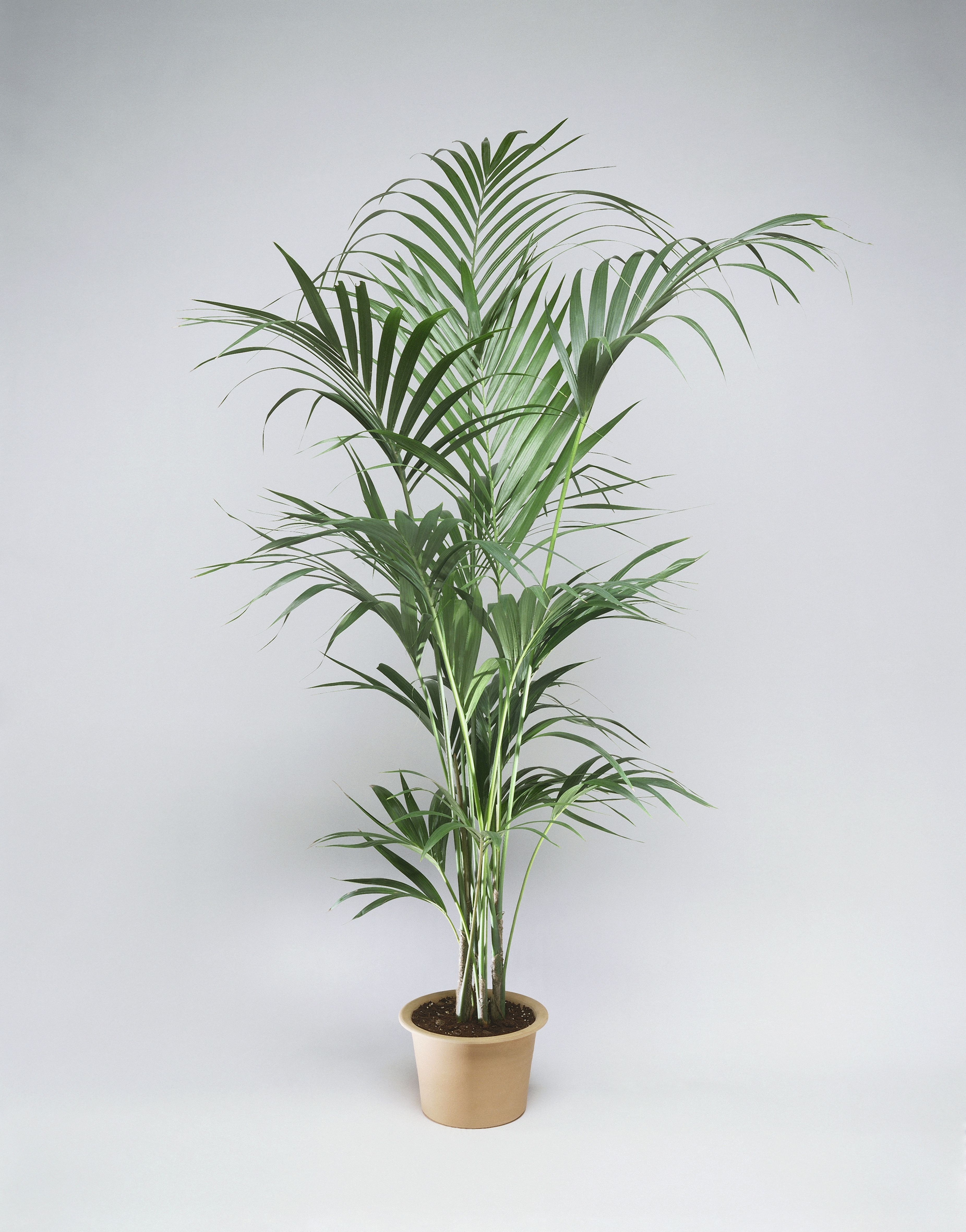 17 Best Indoor Trees Large Indoor Plants For Every Room In Your Home