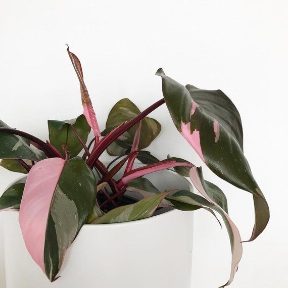 Philodendron Pink Princess Seeds