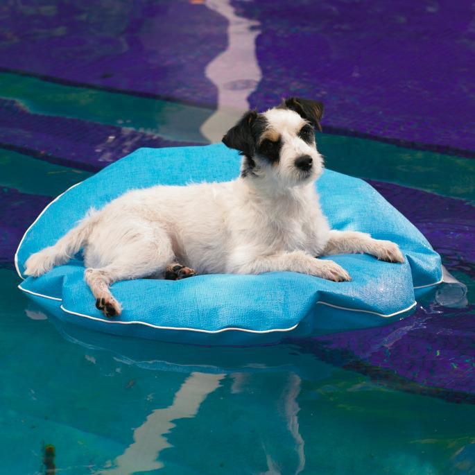 dog swim float